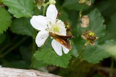 Poanes viator