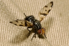 Otites ornata