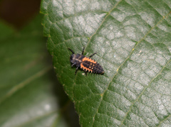 Harmonia axyridis