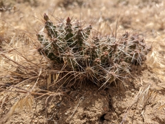 Micropuntia pulchella