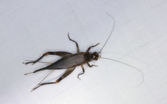Itara minor