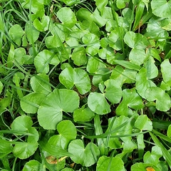 Hydrocotyle leucocephala