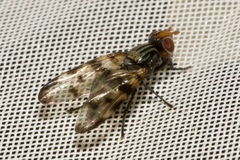 Otites ornata