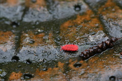 Bilobella