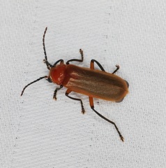 Macrosilis