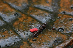 Bilobella