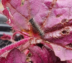 Lepidoptera