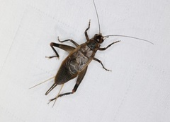 Itara minor