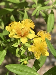 Hypericum lobocarpum