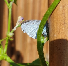Celastrina argiolus