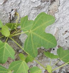 Passifloraceae
