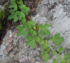Passifloraceae