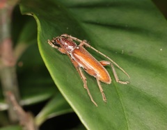 Ceresium longicorne
