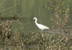 Egretta thula