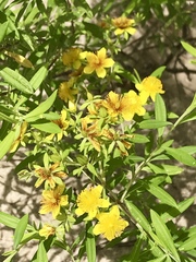 Hypericum lobocarpum