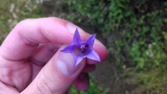 Campanula rapunculus