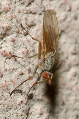 Heteromyzinae