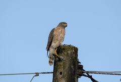 Rupornis magnirostris