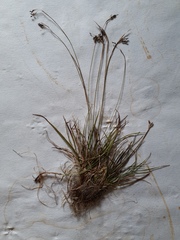 Carex capillaris
