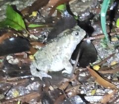 Duttaphrynus melanostictus