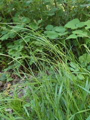 Carex strigosa