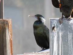 Brandt's Cormorant photo 6