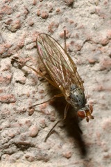 Heteromyzinae