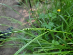 Carex strigosa