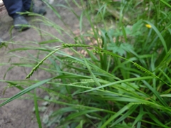 Carex strigosa
