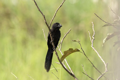 Crotophaga ani