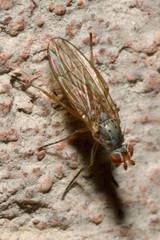 Heteromyzinae