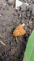 Arctia aulica
