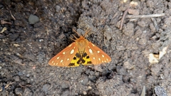 Arctia aulica
