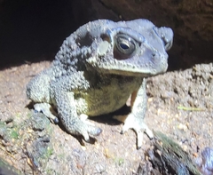 Duttaphrynus melanostictus