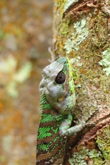 Calotes liocephalus