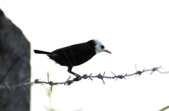 Arundinicola leucocephala