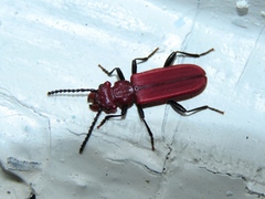 Cucujus haematodes haematodes