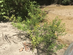 Hypericum lobocarpum