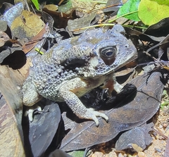 Duttaphrynus melanostictus