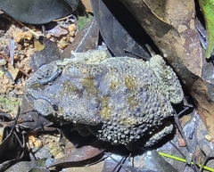 Duttaphrynus melanostictus