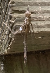 Calopteryx maculata