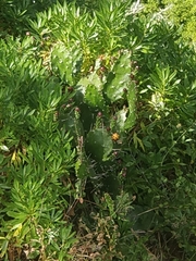Opuntia monacantha image