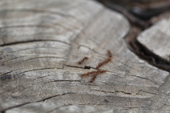 Tetramorium semilaeve