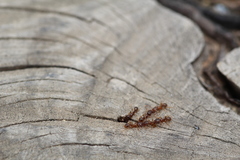 Tetramorium semilaeve