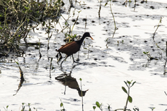 Jacana jacana