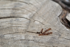 Tetramorium semilaeve