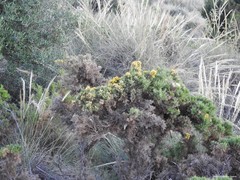 Ulex parviflorus