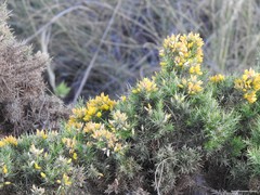 Ulex parviflorus