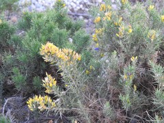 Ulex parviflorus