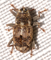 Acoptus suturalis
